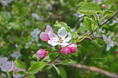 May Apple Blossoms <i>- by Chris Trine</i>