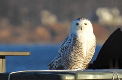 Snowy Owl at Great Sodus Bay <i>- by Cathy Contant</i>
